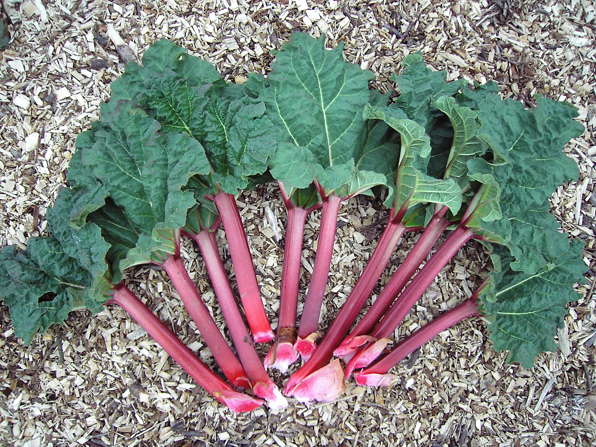 Syrian rhubarb
